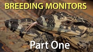 Breeding monitor lizards in captivity Part One Introduction to the series [upl. by Kyrstin]