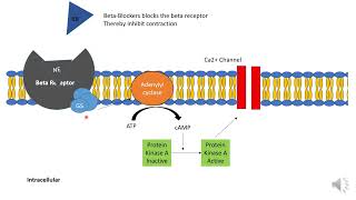 Pharmacology of Beta blockers [upl. by Aissilem518]