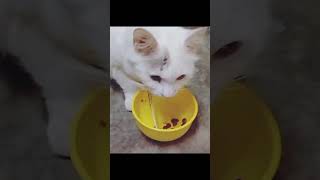 Bila dapat kawan tapi tak reti makan kat mangkuk sendiri kucing kucinglucu funny meong cat [upl. by Enelrac]