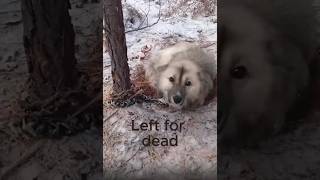 My friend found a dog in the forest and took it to his home Мой друг нашёл собаку в лесу и взял себе [upl. by Aicele]