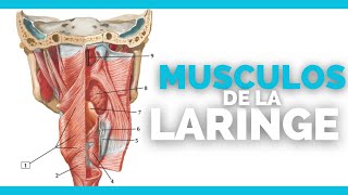 ✅Musculos de la LARINGE  Anatomia en enfermeria [upl. by Nosnevets696]