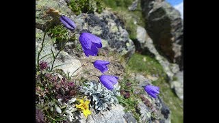 Taschhorn Alphubel and Lagginhorn solo climb  2018 [upl. by Ylatan]