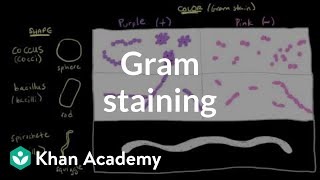 Bacterial characteristics  Gram staining  Cells  MCAT  Khan Academy [upl. by Noreh890]