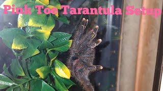 Pink Toe Tarantula Setup Avicularia avicularia [upl. by Susanna]