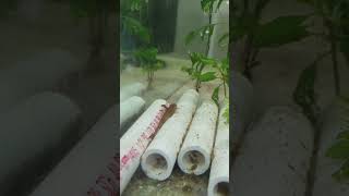 Red lizard whiptail catfish aquarium fishtank freshwateraquarium fish fishkeeping aquascape [upl. by Eachern464]