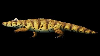 Voay robustus The Extinct Horned Crocodile of Madagascar [upl. by Emerson]