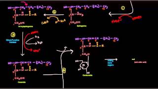 Sphingolipid Synthesis [upl. by Kellene]