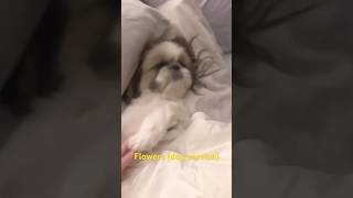 Flowers dog version dog mileycyrus funny puppy funnydogs cute trend [upl. by Adliw]