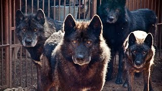 Russian Wolfhound  Remarkable Wolfdog [upl. by Scheer542]