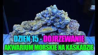 22 MyReef 50  14 dzień  Start i dojrzewanie na suchej skale  Akwarium morskie na kaskadzie [upl. by Newob284]