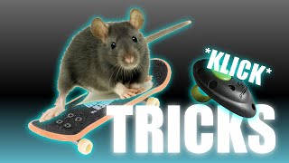 Ratten trainieren  Tricks beibringen [upl. by Tracee]