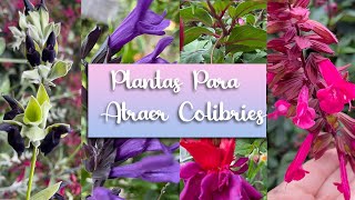 Plantas Para atraer COLIBRIES al jardin [upl. by Nahs]