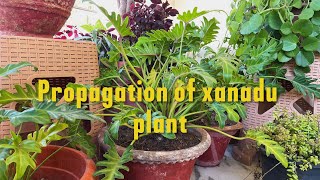 Unlock the magic of Xanadu plant propagationwatch and learn the unique way of planting [upl. by Ogg]