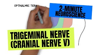 2Minute Neuroscience Trigeminal Nerve Cranial Nerve V [upl. by Laise]