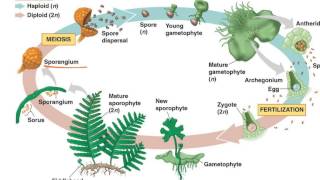 Fern Life Cycle [upl. by Louise]