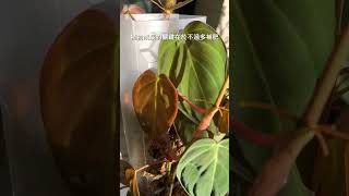 公開保養植物二大方法，讓植物頭好壯壯 植物 液肥 肥料 [upl. by Westley]