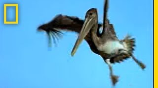 Penguins vs Pelicans  National Geographic [upl. by Brande]