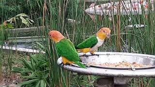 Whitebellied Caique  Bird Paradise Singapore [upl. by Toinette]