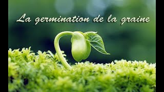 La germination de la graine [upl. by Odnomor991]