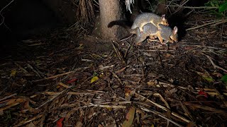 Brushtailed Possum Joey beginning to lose the fear to the lights [upl. by Natfa]