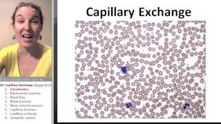 Capillary exchange 1 Introduction [upl. by Delija443]