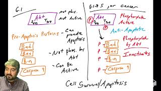 PI3K Akt pathway  part 7 Akt substrates I of II [upl. by Bathelda]