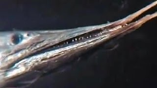 Eels with pointed beaks  slender snipe eel and silver pike eel [upl. by Reames]