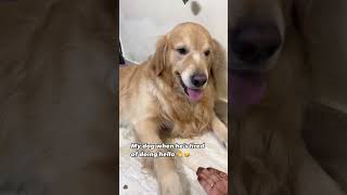 My Golden retriever is getting angry 😤😡 shorts goldenretriever funny comedy viraldog [upl. by Margaretta]