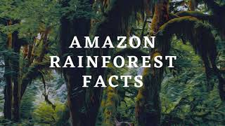 Amazon Rainforest Facts For Kids [upl. by Nemracledairam]