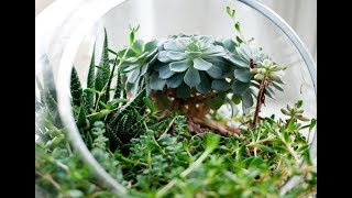 Crafting a Terrarium — Plant One On Me — Ep 043 [upl. by Ecyned503]