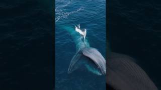 A big whale swimming in the ocean is a beautiful moment [upl. by Magan]