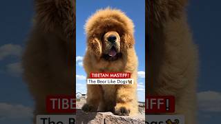 Tibetan Mastiff  The Bear Like Dogs 🦮❗️ [upl. by Hoffer253]