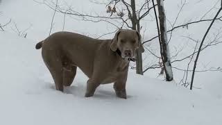 kd lang  Crying live in Austin  Holder The Weimaraner [upl. by Wende952]