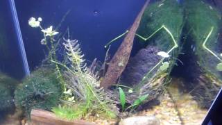 Live Feeding Brine Shrimp to my Betta [upl. by Takken567]