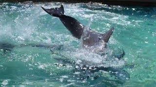 Bottlenose Dolphins Mating [upl. by Sina290]