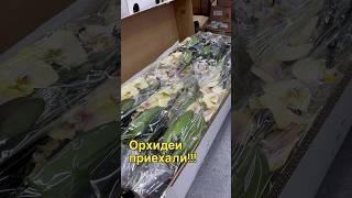 данапротасова orchideenpflege orchid orchideen зебо распаковка обзорорхидей [upl. by Atiek836]