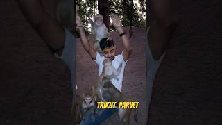 Trikut Parvat  trikutparvat deoghar jharkhand youtubeshorts shorts [upl. by Aivax665]