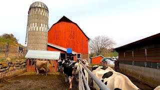 A Wild Morning On A Dairy Farm They Got Out [upl. by Peta681]