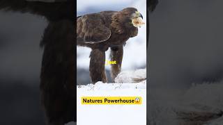 The Majestic Golden Eagle Natures Powerhouse😱 shorts birds facts nature subscribe [upl. by Anaihs]