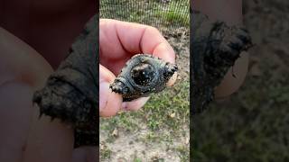 Baby snapping turtles… yikes [upl. by Sparhawk]