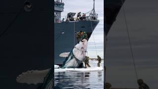 Soldiers save giant whale from fishing net [upl. by Otxilac665]