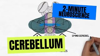 2Minute Neuroscience Cerebellum [upl. by Gautea756]