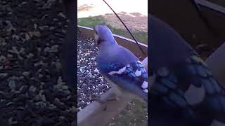 Bluejay Visit shorts birds bluejays wildlife [upl. by Rehpotsrik636]