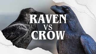 Raven VS Crow The Battle of The Black Birds [upl. by Glenna582]