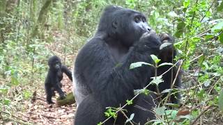 Gorilla Trekking in Ugandas Bwindi Impenetrable Forest [upl. by Iahs]