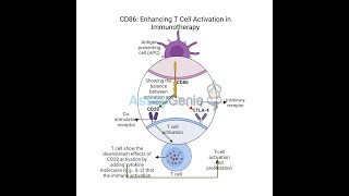 CD86 Enhancing T Cell Activation in Immunotherapy [upl. by Revlis547]