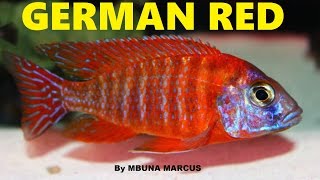 GERMAN RED PEACOCK AFRICAN CICHLID  AWESOME TROPICAL AQUARIUM FISH [upl. by Kristofor535]