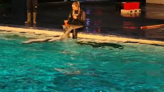 dolfinarium dolfijnen training [upl. by Atiran]