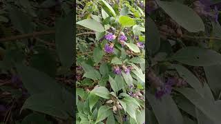 सात वर्षांनी फुलणारी कारवी  strobilanthes calosus farming honey [upl. by Karrah]