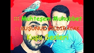 KUŞUNUZ ÇILDIRACAK Muhteşem Muhabbet Kuşu Sesleri 2018 [upl. by Eimmas]